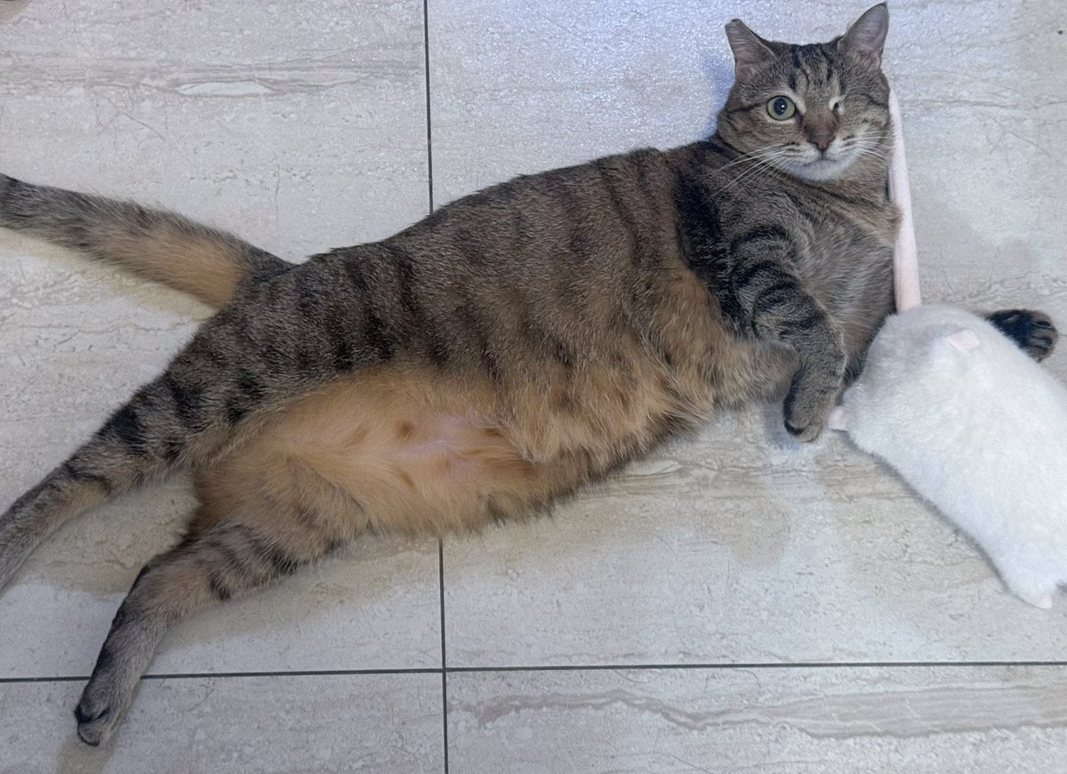 Winkcat1011's tweet photo. Supercat 🐱 https://t.co/ZjFGEl3tGS