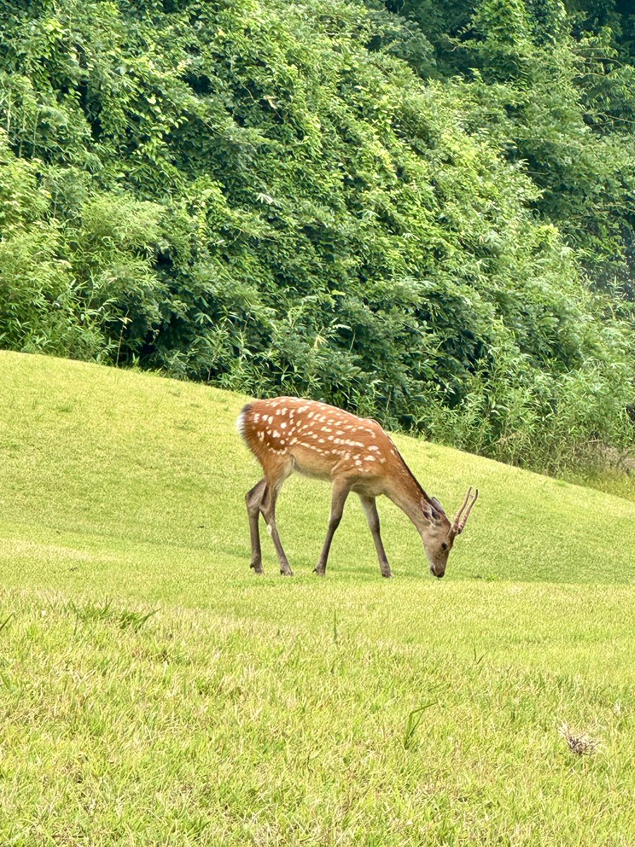 yuu310_'s tweet photo. ゴルフ⛳️にて

鹿に遭遇🦌✨

急に飛び出てきたよ！びっくり！
全然逃げなくて、慣れてる😳 https://t.co/aAzT6jmRHP