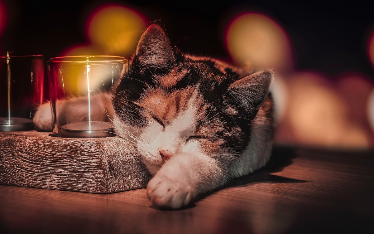 nickapplehd's tweet photo. [Just snuck in my 5-minute coffee break and caught up on my favorite cat videos—productivity hits different when you sneak in a little joy mid-day ]， https://t.co/dr7iWz5zNL