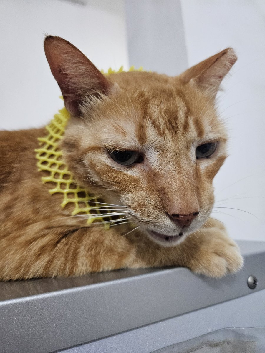 pieridae0711's tweet photo. 橘：放頭上就算了現在還說給我當頸圈！
😾 https://t.co/V1snr5x83l