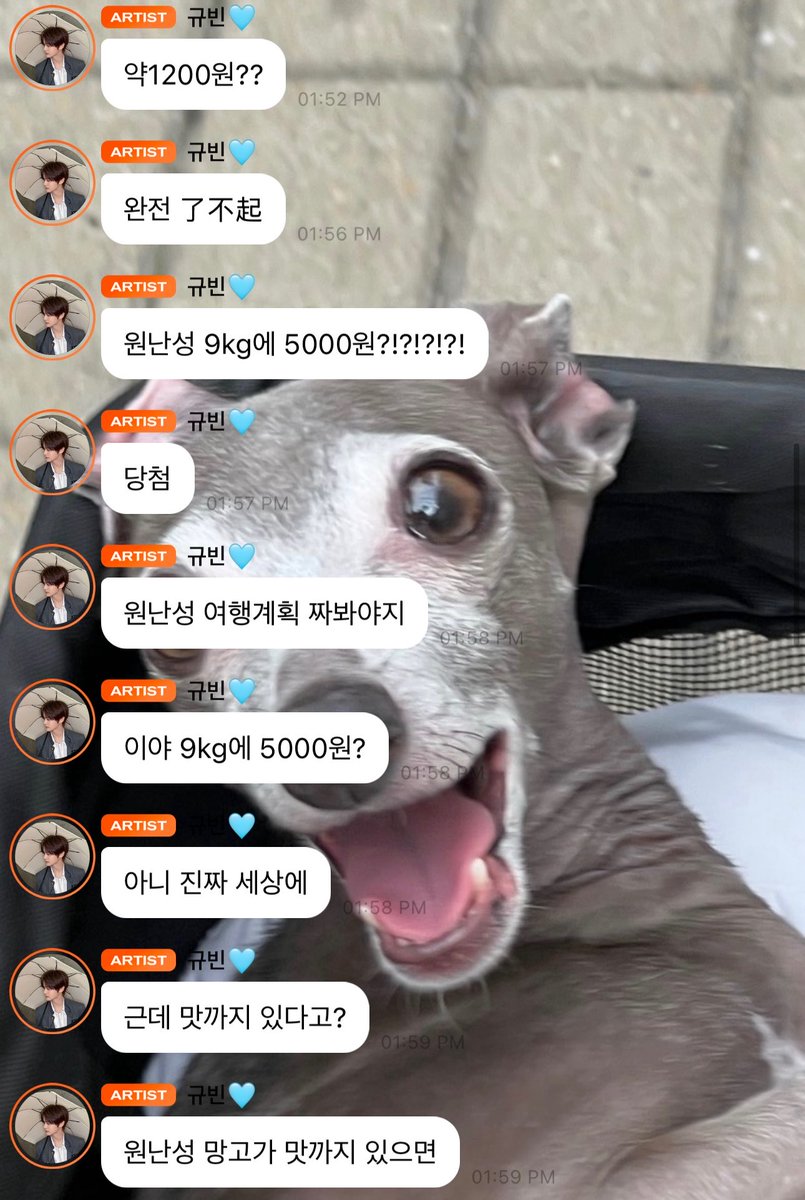 shimkcngz's tweet photo. gyuvin saying he’s gonna live in china (for mangoes) and asking ricky to look into real estate for him???

🐶 in china, you can buy 12 mangoes for 3,000 won??
🐶 please leave the address first just in case
🐶 HAHAHAHAHAHA (chn) 🐶 okay, now we have taiwan, 6kg of mangoes for 12,400 won
🐶 i’m reading the replies, you know
🐶 this is important to me
🐶 are there more??
🐶 1kg is 6 rmb
🐶 then how much is that
🐶 about 1,200 won??
🐶 totally amazing (了不起/amazing in chn)
🐶 yunnan province , 9kg for 5,000 won?!?!?!?!
🐶 winner
🐶 i should start planning a trip to yunnan province
🐶wow, 9kg for 5,000 won?
🐶no but seriously, in this world…
🐶 and it even tastes good too?
🐶if yunnan mangoes are actually delicious too
🐶 i’m gonna have to ask ricky to look into real estate for me
🐶 that is the place where i’ll live
🐶HAHAHAHAHA (chn) 
🐶wow, chongqing is good too
🐶 no, you guys are even posting both wholesale and retail prices
🐶 thank you
🐶 ricky has good fortune in his saju, so i need to ask him for help