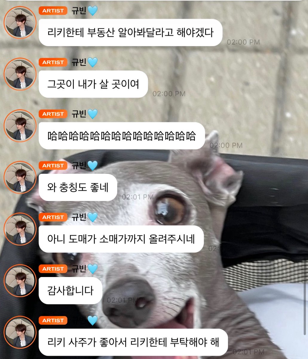 shimkcngz's tweet photo. gyuvin saying he’s gonna live in china (for mangoes) and asking ricky to look into real estate for him???

🐶 in china, you can buy 12 mangoes for 3,000 won??
🐶 please leave the address first just in case
🐶 HAHAHAHAHAHA (chn) 🐶 okay, now we have taiwan, 6kg of mangoes for 12,400 won
🐶 i’m reading the replies, you know
🐶 this is important to me
🐶 are there more??
🐶 1kg is 6 rmb
🐶 then how much is that
🐶 about 1,200 won??
🐶 totally amazing (了不起/amazing in chn)
🐶 yunnan province , 9kg for 5,000 won?!?!?!?!
🐶 winner
🐶 i should start planning a trip to yunnan province
🐶wow, 9kg for 5,000 won?
🐶no but seriously, in this world…
🐶 and it even tastes good too?
🐶if yunnan mangoes are actually delicious too
🐶 i’m gonna have to ask ricky to look into real estate for me
🐶 that is the place where i’ll live
🐶HAHAHAHAHA (chn) 
🐶wow, chongqing is good too
🐶 no, you guys are even posting both wholesale and retail prices
🐶 thank you
🐶 ricky has good fortune in his saju, so i need to ask him for help