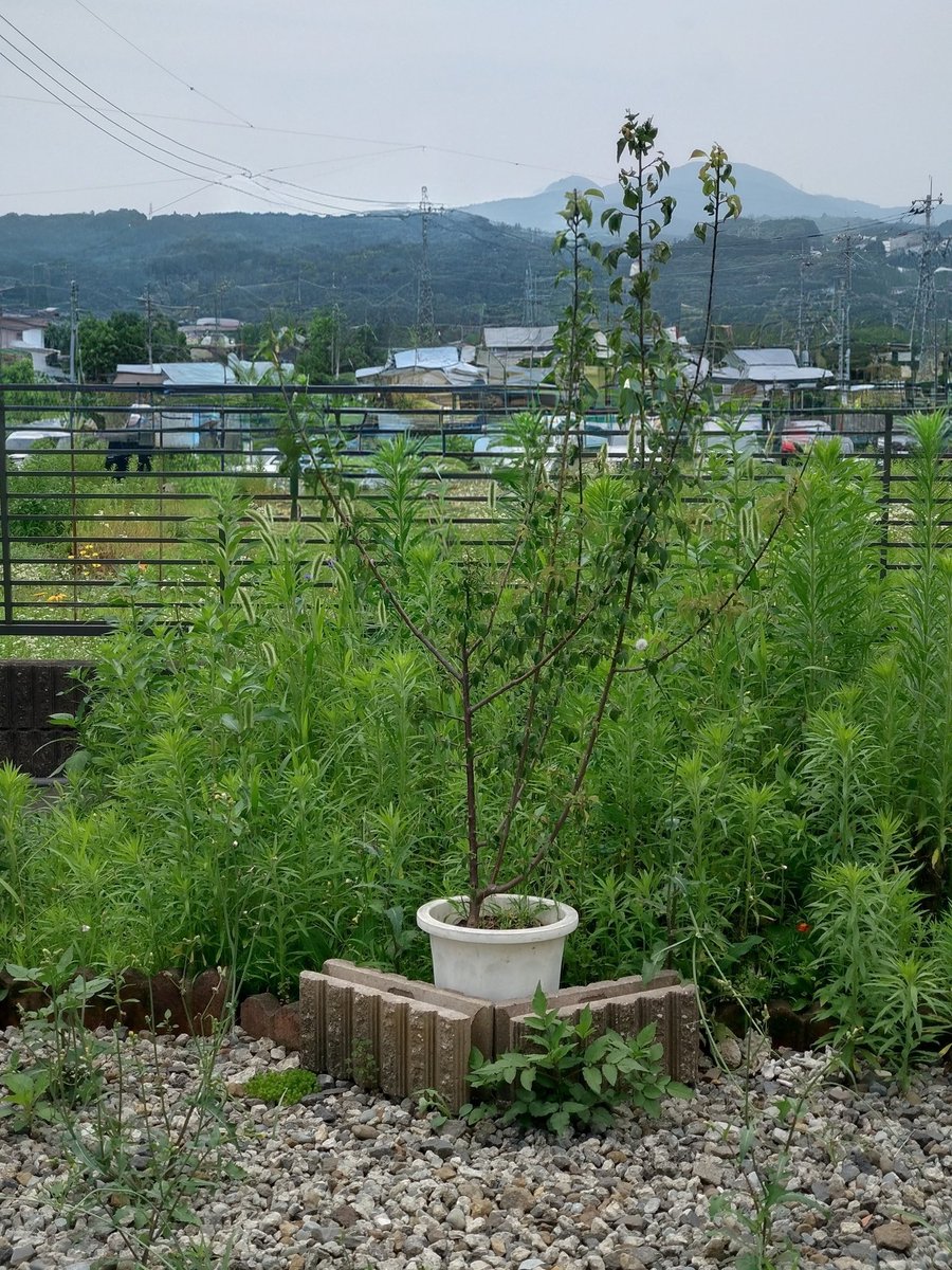 itomenako's tweet photo. 2026年7月、梅を植えて14ヶ月経過。葉や枝が一部枯れてしまったけど、しっかり水をあげて1ヶ月間、生き残ることができました。やっぱり梅は水を多く必要とするのだろうか。#ガーデニング　#果樹　#ウメ https://t.co/nHFxLl0su2
