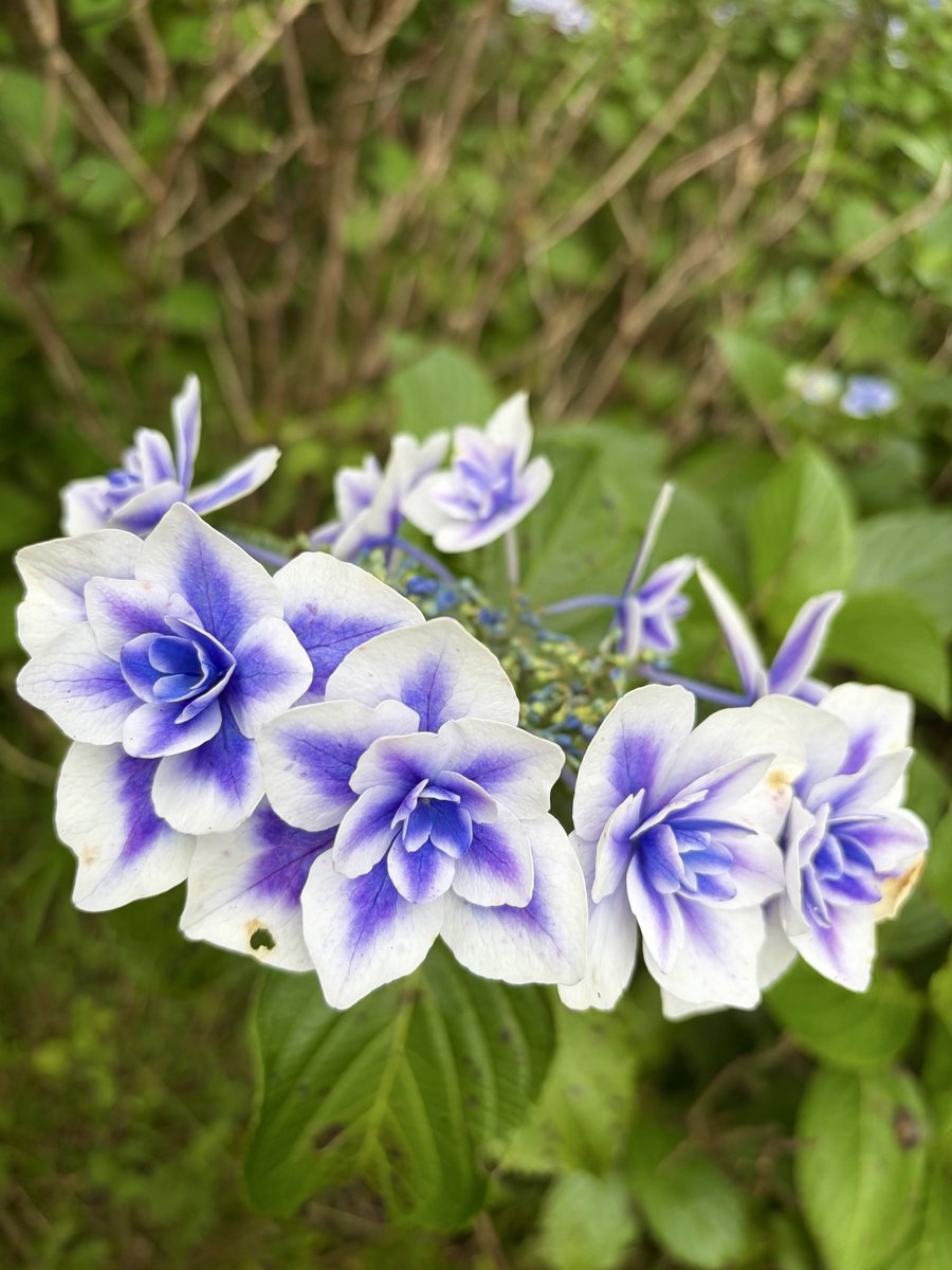 exactly_1122's tweet photo. 紫陽花ジュエルスカッシュ🪻💠

さっぱり甘酸っぱくて、ゼリーも���ってて旨かった🫧

富士山見えなかったけど、曇りで涼しかった☁️ https://t.co/8r48Zj39CL