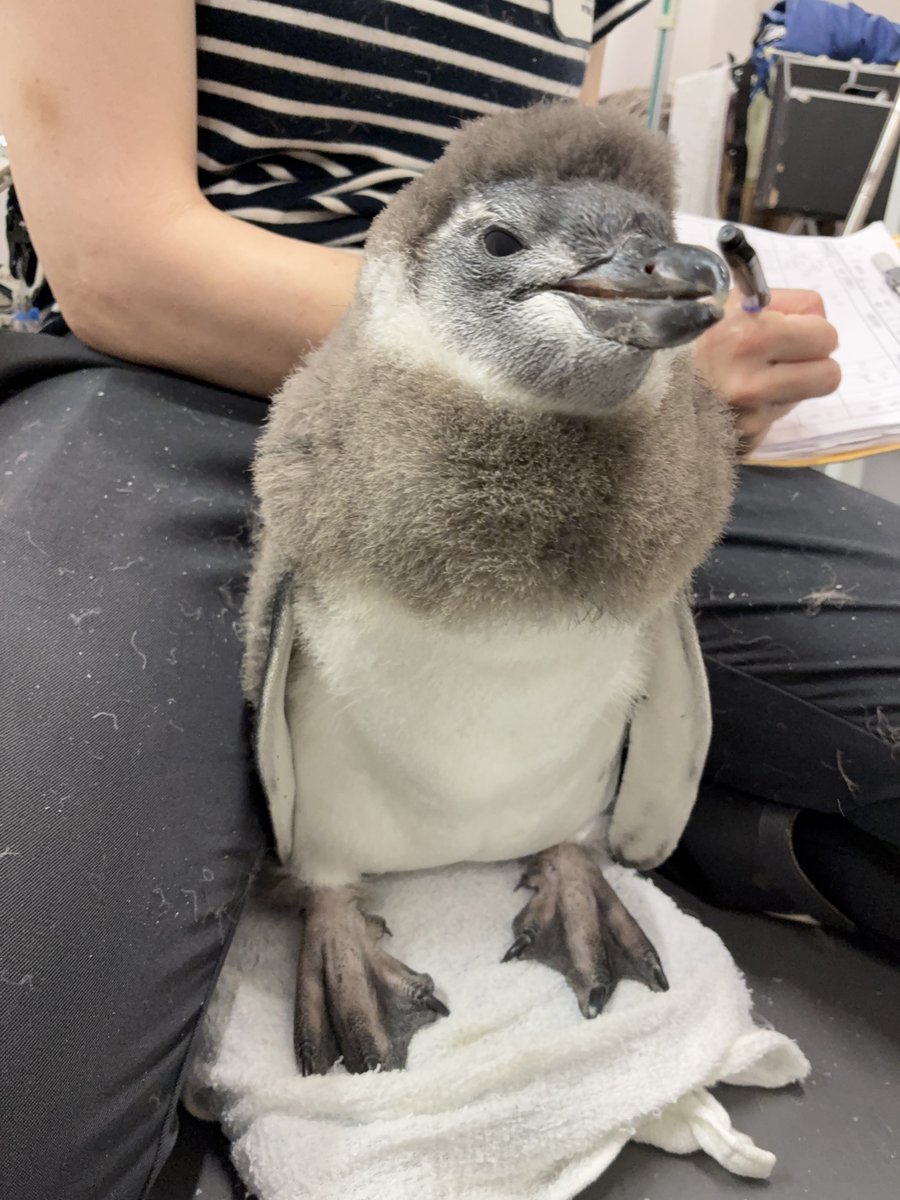 Sumida_Aquarium's tweet photo. 【6/24🐧55日齢のきび】

チャームポイントの高い声で大きく鳴いて、カメラに大接近📷👀✨
画面いっぱいにもふもふな姿が広がり、思わず笑ってしまいました🤭💕
かわいいこの羽根ももうすぐ抜けてしまうんだな…と思うと成長が嬉しい反面、少し寂しく感じた瞬間でした🥹

#すみペン赤ちゃん日誌 https://t.co/S6CamGIQN1