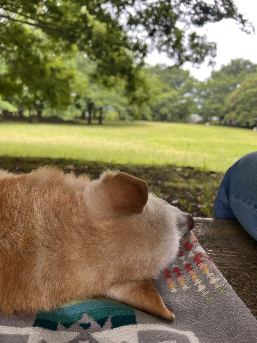 lush_dog's tweet photo. たまにはね https://t.co/wP36LdNUNz