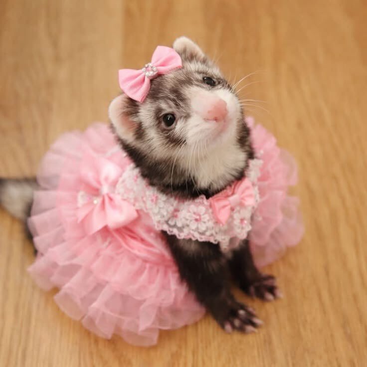 _shastunishka_'s tweet photo. ౨ৎ⋆˚｡⋆ 🎀 ⋆ ˚｡⋆ ౨ৎ https://t.co/JbuhsveY6D
