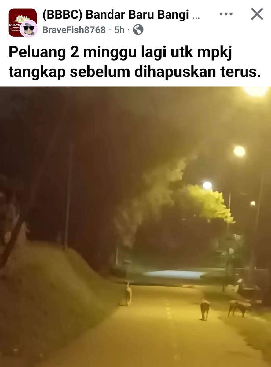 MirulAm05674851's tweet photo. Korang, ternampak post ni dkt FB.. area Kg Sungai Kantan ada masa 2 minggu je lagi sblm kena tangkap dgn MPKJ. Risau pulak fikir nasib dorang... Ada sesiapa area sana atau mana² independent rescuer yang boleh tolong tak..? Please repost post ni guys, mana tahu ada rezeki dorang. https://t.co/kfmWVObSSF