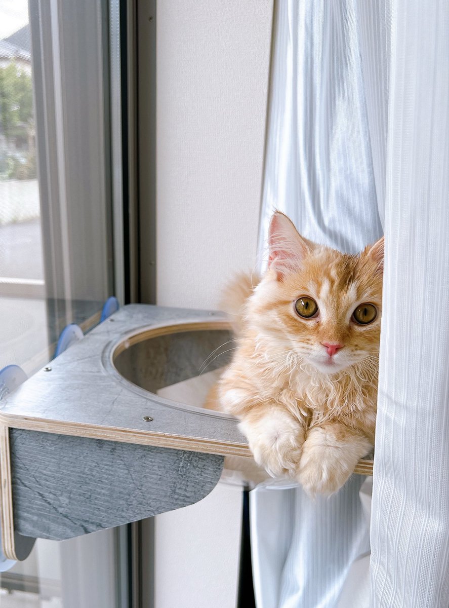 arthur_1217's tweet photo. 警備中にゃ
#猫　#猫��きさんと繋がりたい　#マンチカン https://t.co/Wust8deysI