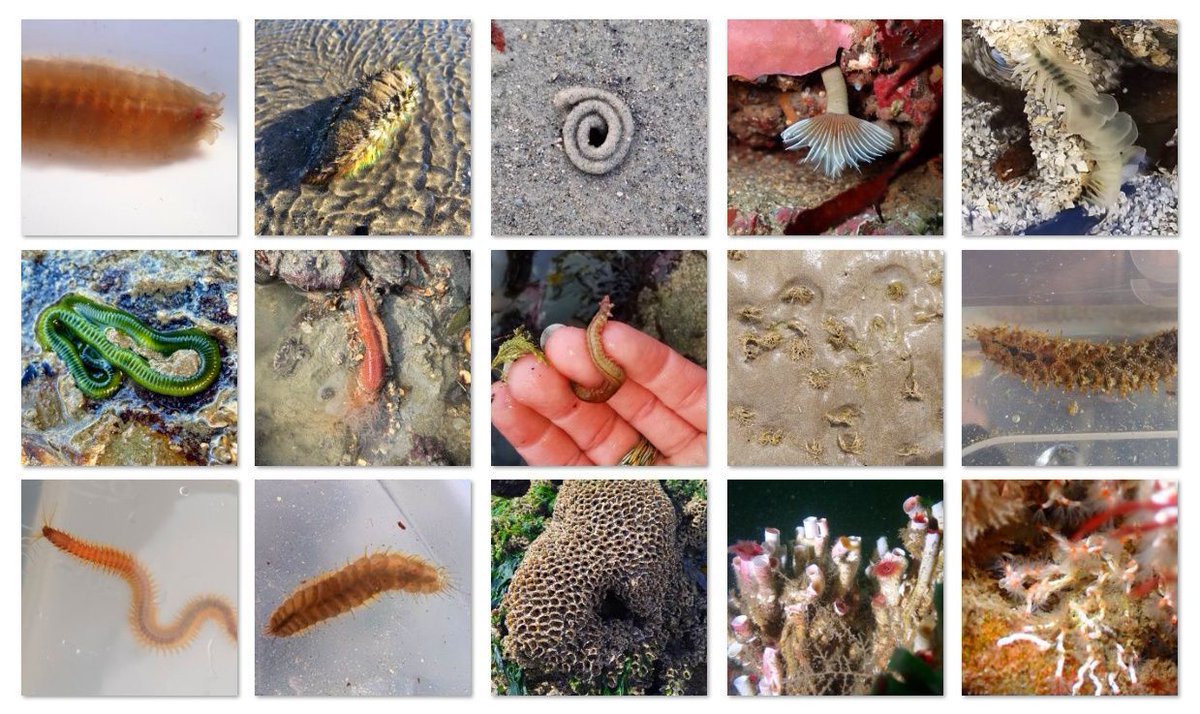 Biodiversity Ireland tweet media