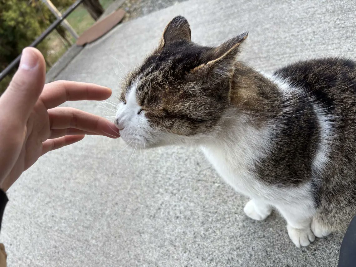 CrowKappa50974's tweet photo. 猫ロスすぎてまずいから、うちのカワイ子ちゃんの写真載せときます
猫吸いたい https://t.co/5wiNJVSG5N
