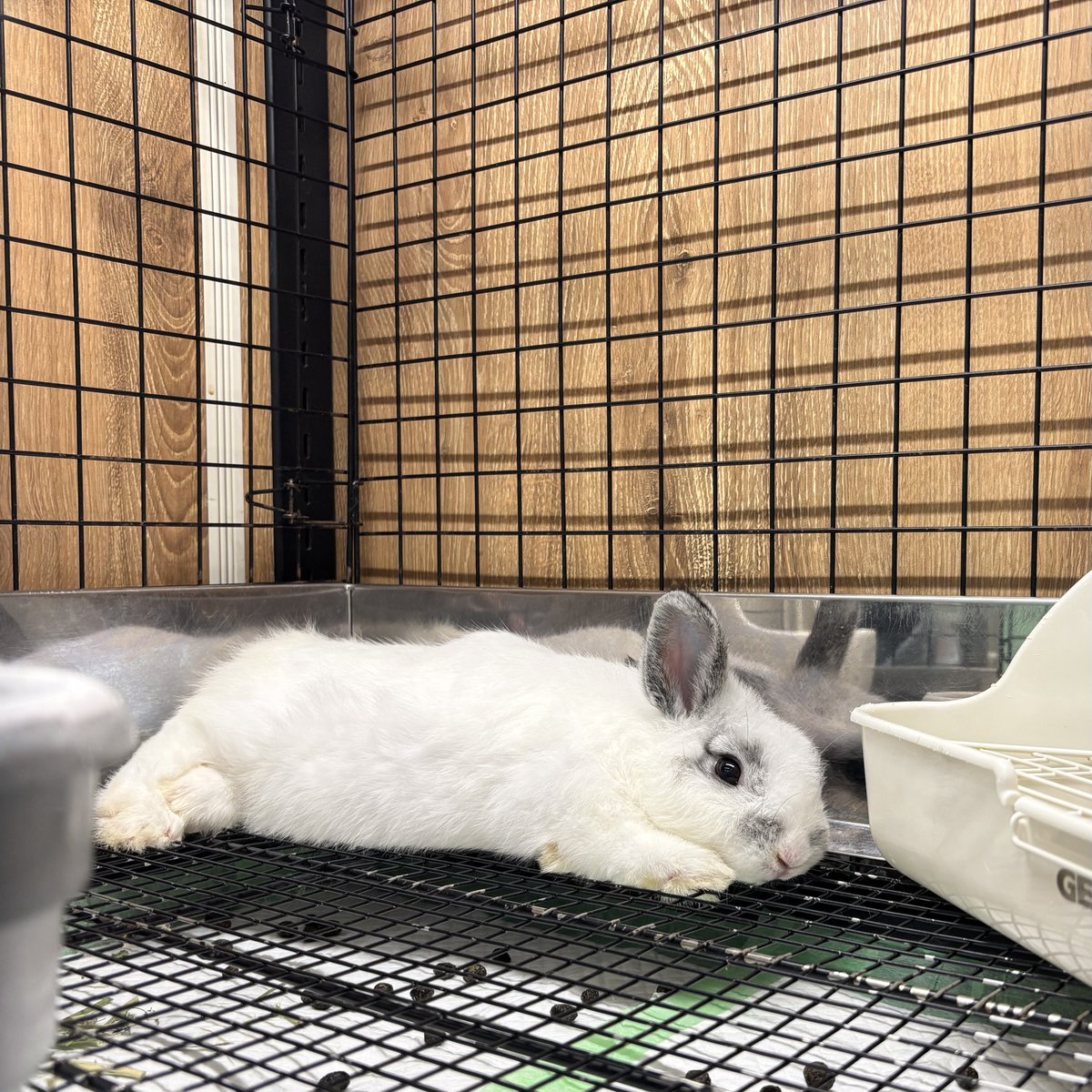 後ろ足と手をクロスする寝姿かわいい🩵 #うさぎ #うさぎのしっぽ #南