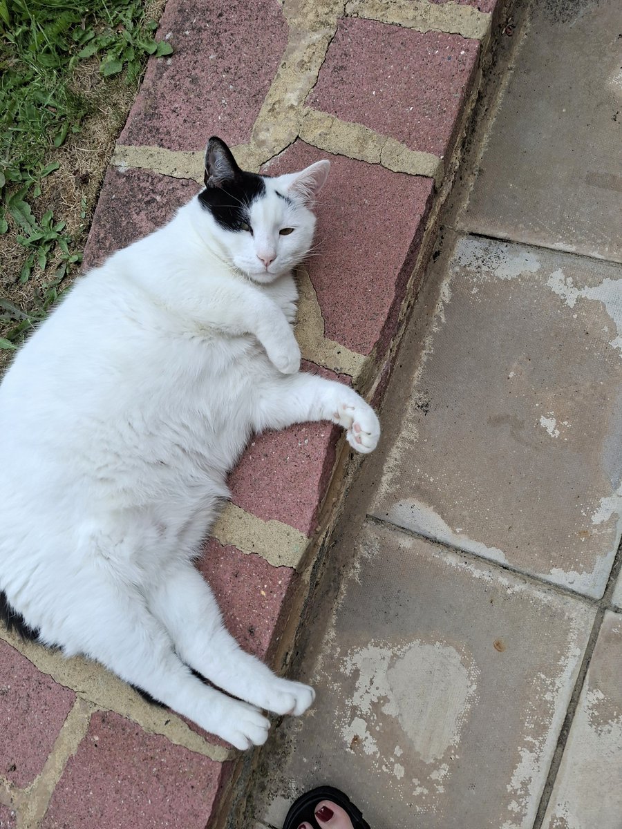 jodiestellar's tweet photo. There you are, Mr Albert 🤍

Time for lots of TLC 😻 💋 https://t.co/NWkH5SGNGO