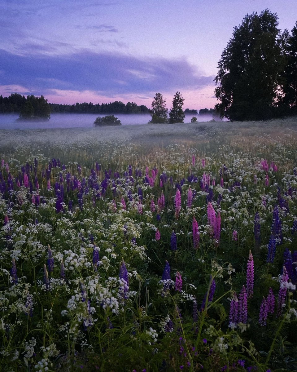 bloomele_'s tweet photo. pink and purple skies https://t.co/s23BD3c6ZF