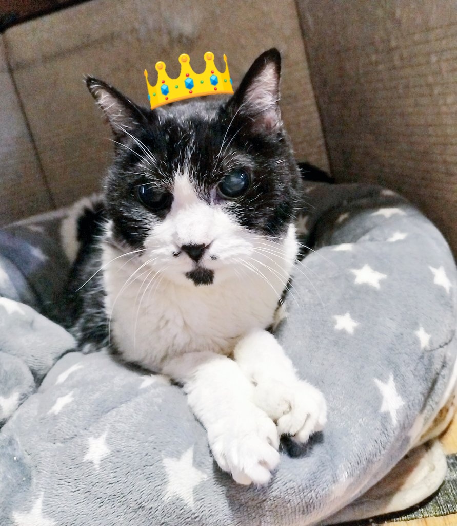 cut_art's tweet photo. 7月は我が家のご意見番「あんちょび」
20歳
の誕生日月！
早速膀胱炎で病院行ったけど⋯（季節のかわり目はどうしても⋯ね）
まだまだ元気で居ようね。 https://t.co/EmqcsB3xpj