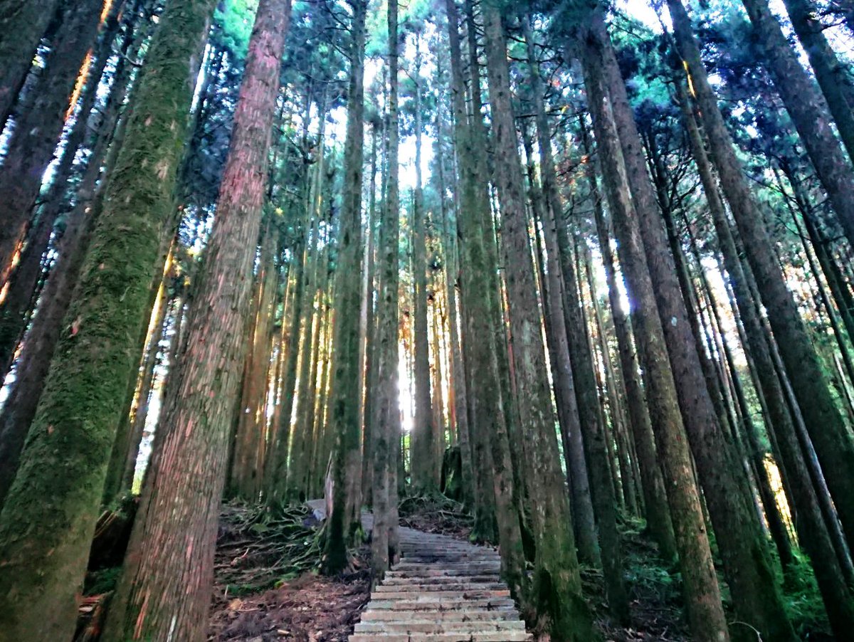 JTBTAIWAN's tweet photo. 台湾を代表する山岳リゾート「阿里山（ありさん）」は、雄大な自然と文化を体験できる人気スポットです。標高約2,200mに位置し、年間を通してさまざまな表情を楽しめます。先住民族ツォウ族の伝統文化や料理に触れられ、自然と文化の両面を楽しめるのも魅力です。https://t.co/FyKWgcAUAj https://t.co/JNwDrbrfka