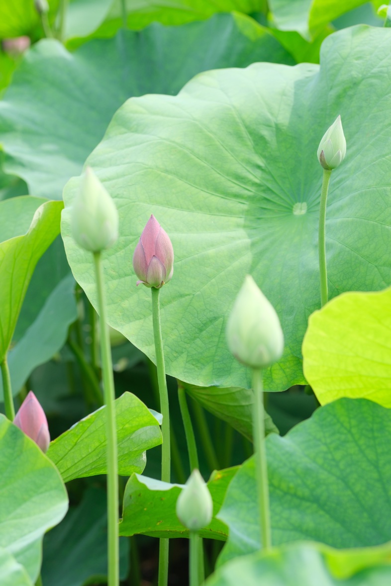 DoubleDelight13's tweet photo. .

「もうすぐ」

おはようございます。今日もよいめぐりを🌿

xf90f2　ハスの蕾 https://t.co/Fzd8mACdFS