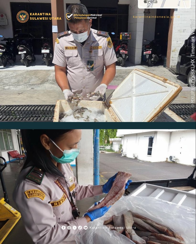 karantinasulut's tweet photo. Jaga Legalitas Distribusi Keamanan Pangan, #KarantinaSulawesiUtara Periksa Ketat Pengiriman Ikan 

#KarantinaIndonesia @BarantinRI https://t.co/H6Rt95yHWm