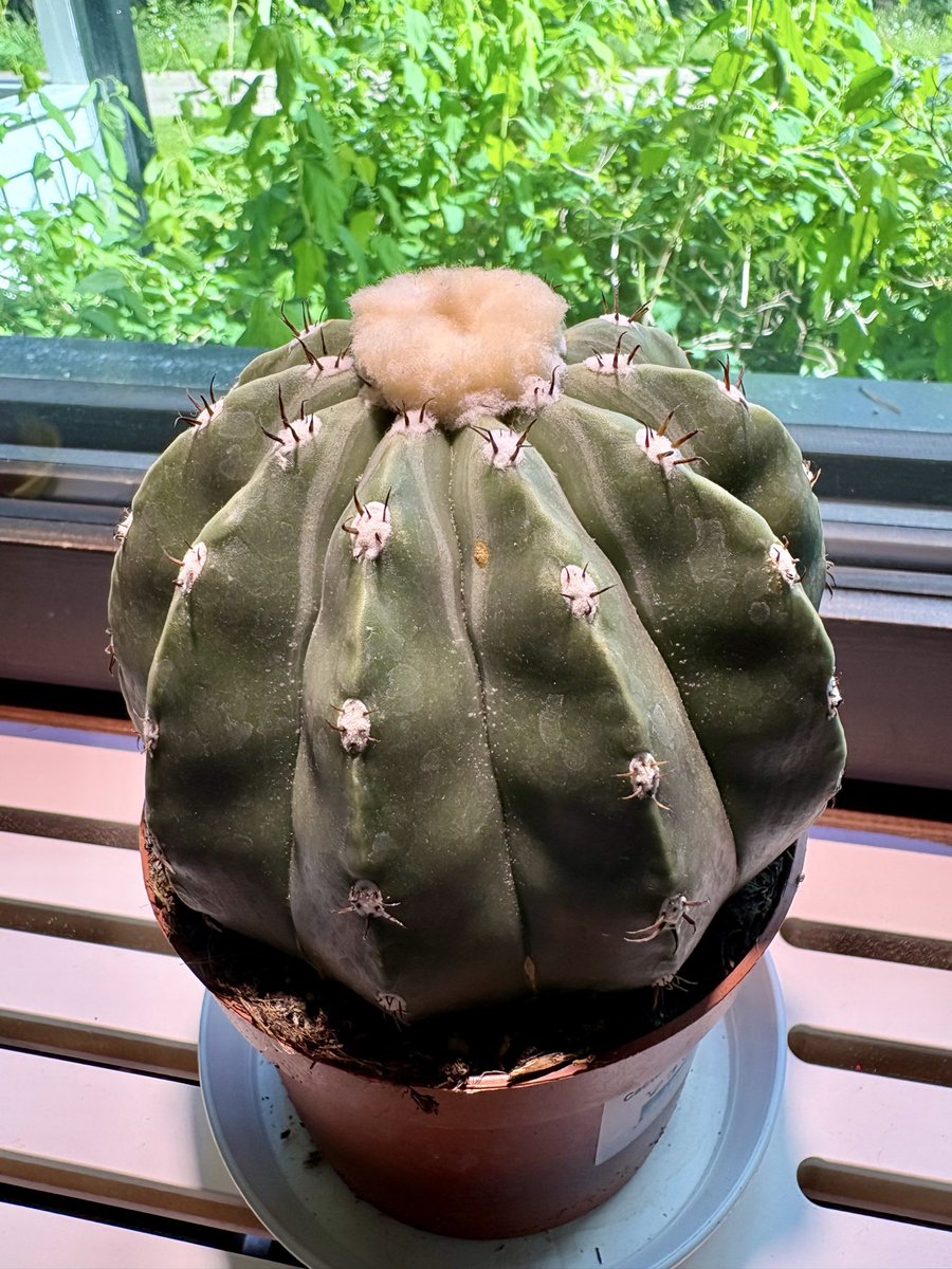 RitvaKnuuti's tweet photo. Pari uutta kukkaa #melocactus #keihäsanopinkieli https://t.co/RINZwO1Qom