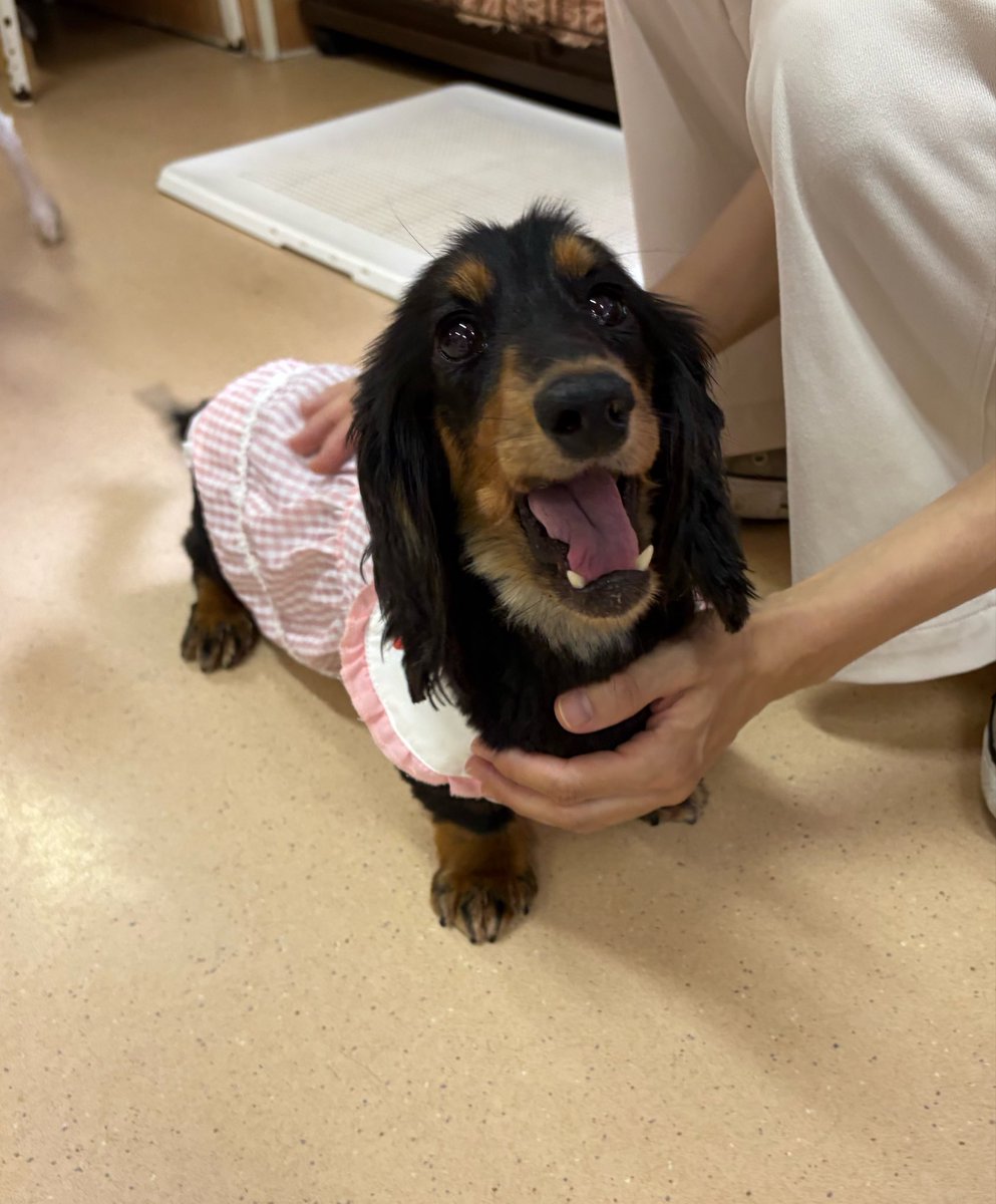 ミニチュアダックスフンド 🐶イリチー💕 6歳 女の子 避妊済 3.82kg 新