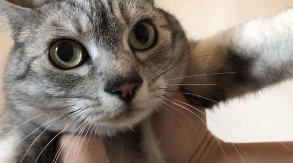 ed_myson's tweet photo. 実家の猫。一階のリビングで「おいでー！！！猫ちゃーん！」って叫ぶと、二階から「ゔゔぁーお」って聞こえて、結局来ないからかわいい。 https://t.co/y1sZjUtpCe