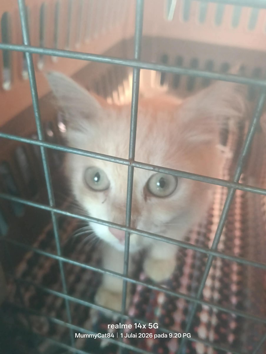 cats_rehome's tweet photo. Assalamualaikum acik².. Gebu odw g vet ni.. ekor Gebu yg luka dah sebulan tu kena potong.. boleh acik² bantu Gebu utk deposit vet?? Last collection terkumpul RM103..perlukan sekurang-kurangnya lg RM150.. bantu Gebu boleh acik²??? https://t.co/gMCxQTAsvj