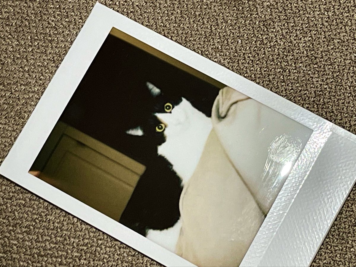 taniikay's tweet photo. whenever I’m on vacation I’m always just missing my cat 🥺 https://t.co/mKf6CnzpnY