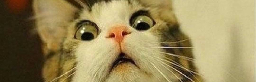 acc_purr's tweet photo. “ $Scaredy cat” as a phrase/meme is very old and has existed in popular culture for decades. 
Markets in a weird place, everyone is scared to topblast/bid real memes. Scary money don’t make money. We need more real memes like $drooling and $traindog

State of the market https://t.co/iMEFwuoRzY