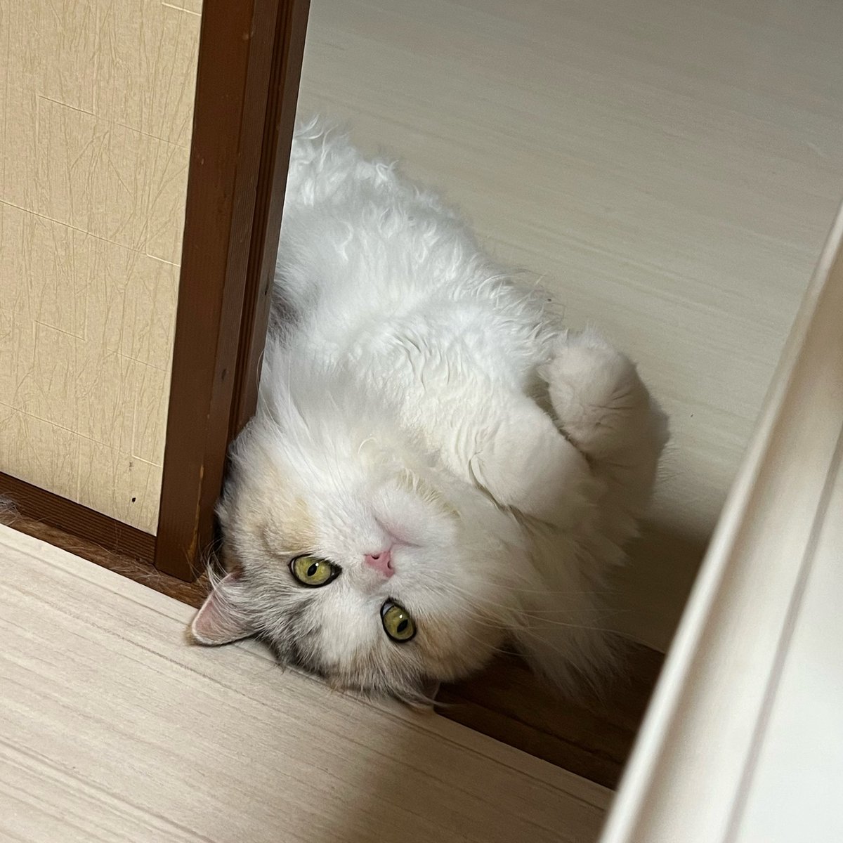 nekowoagameyo11's tweet photo. 床最高〜 https://t.co/fhsEaR0754