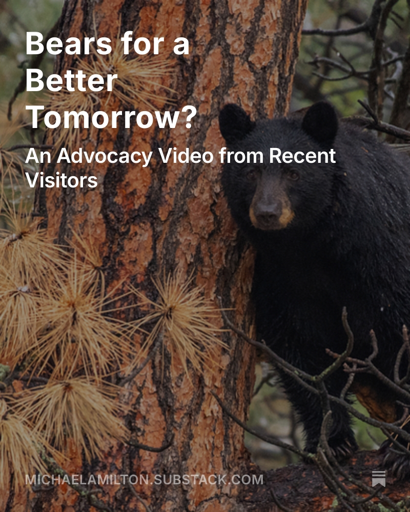 mamilton's tweet photo. Bears for a Better Tomorrow?, by @mamilton https://t.co/r8ZhzUdyty https://t.co/uzC863ui4D