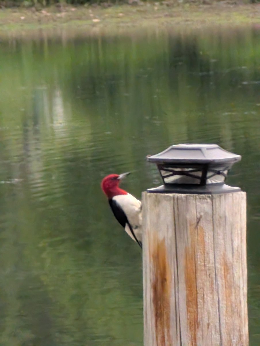 ZieglarMitchell's tweet photo. @DarrenChen528 Red headed woodpecker https://t.co/6Zl6hWvqtu