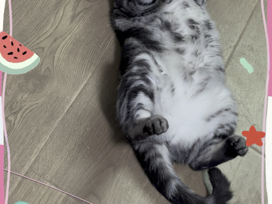 TyrellLazer's tweet photo. My fluffy tabby spent the afternoon curled up on my lap while I worked—small, warm moments make every day better. #PetLove #Companion https://t.co/FcfzJBNE6G