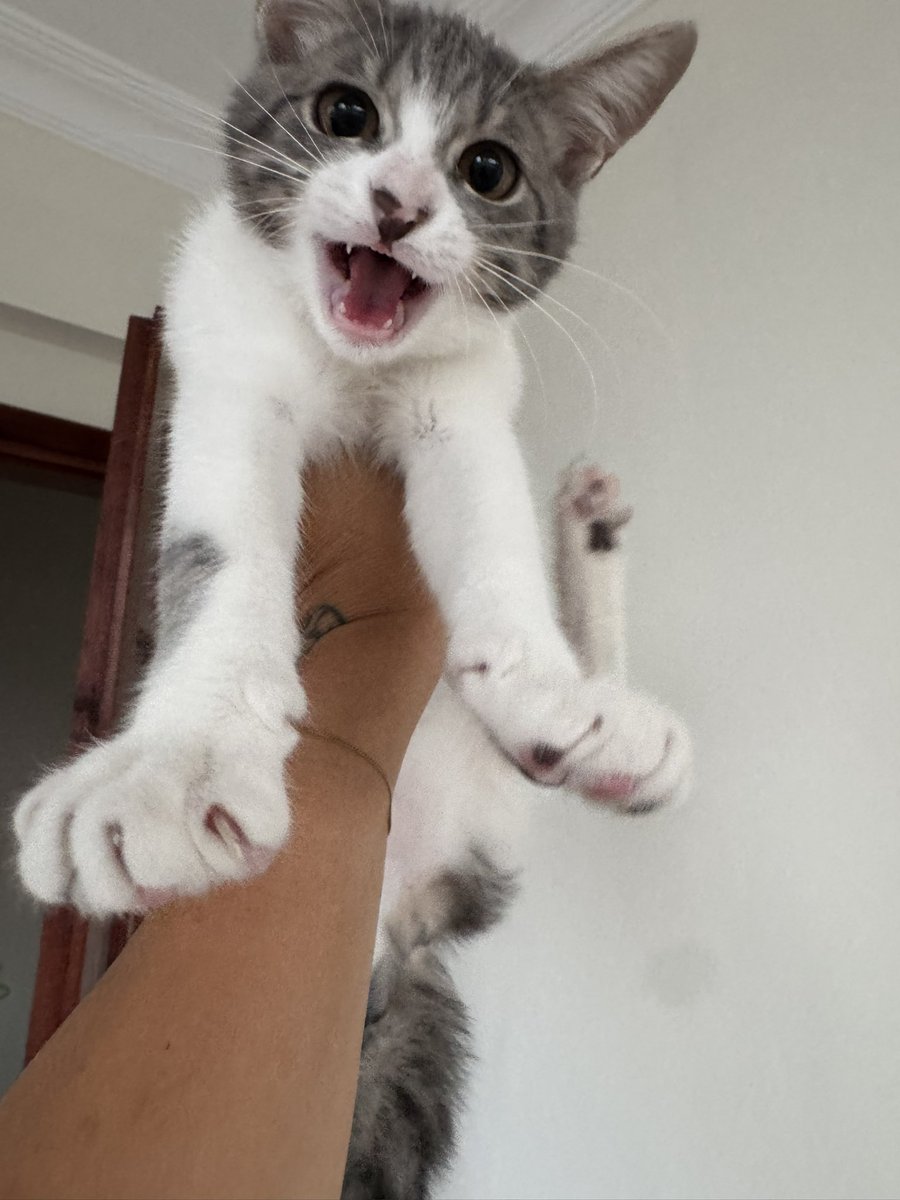 cattingwoman's tweet photo. bu 2 kedi bebekken sahiplenildi. 2-3 ay bakıldı. şimdi sevgilimden ayrıldım kalacak yerim yok diye terkedildiler. 
storysine bir baktım kedileri terkedip Tayland’a gitmiş. 
Bir uçak bileti 2000 dolardan başlıyor 🥲 
tamam gözümüz yok da şu kedileri terkedecektin madem neden aldın da şanslarını tükettin?

çok zor durumda kaldık, acilen ikisine de yuva arıyorum
tek tek de olur beraber de
4 aylık dişi 
istanbul’un heryerine getirebilirim