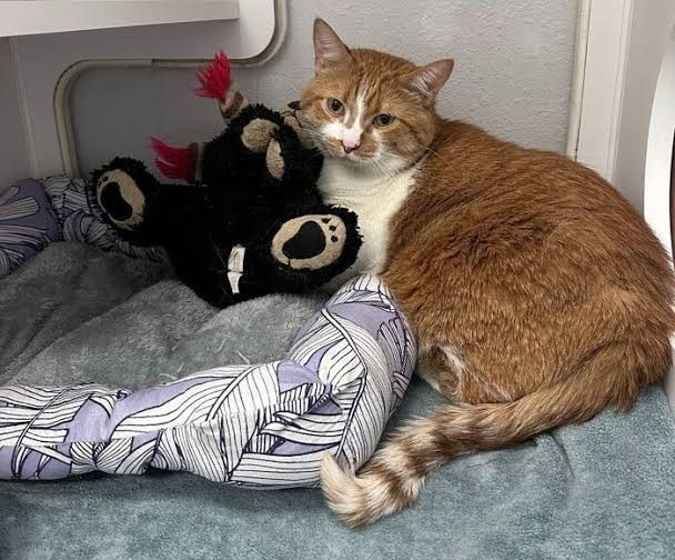 AcervoCharts's tweet photo. Idoso precisou entregar seu gato a um abrigo e deixou um único pedido por escrito: “Não tirem o ursinho do Zoey.” https://t.co/9VGaKEv0Xa