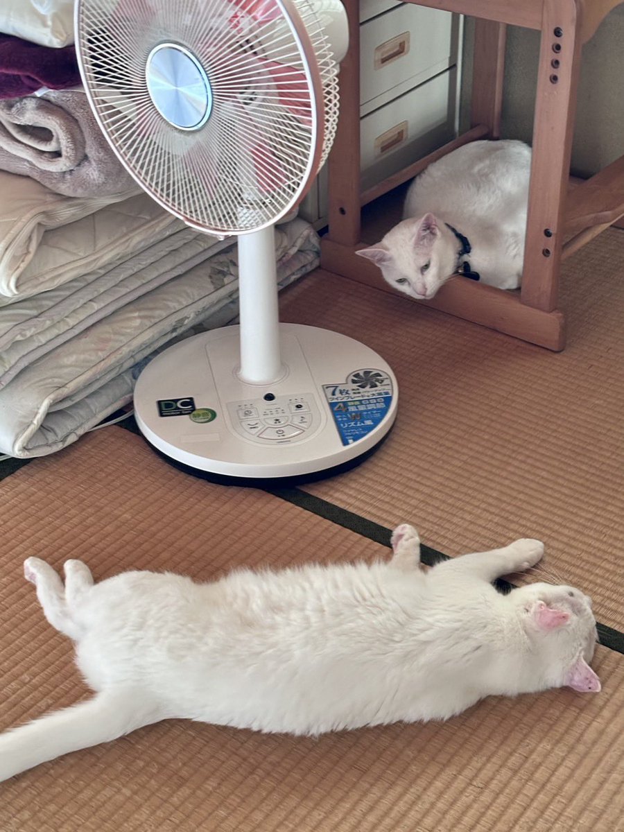 funnec67's tweet photo. ぐでくで2人 https://t.co/bSPkcfAVA0
