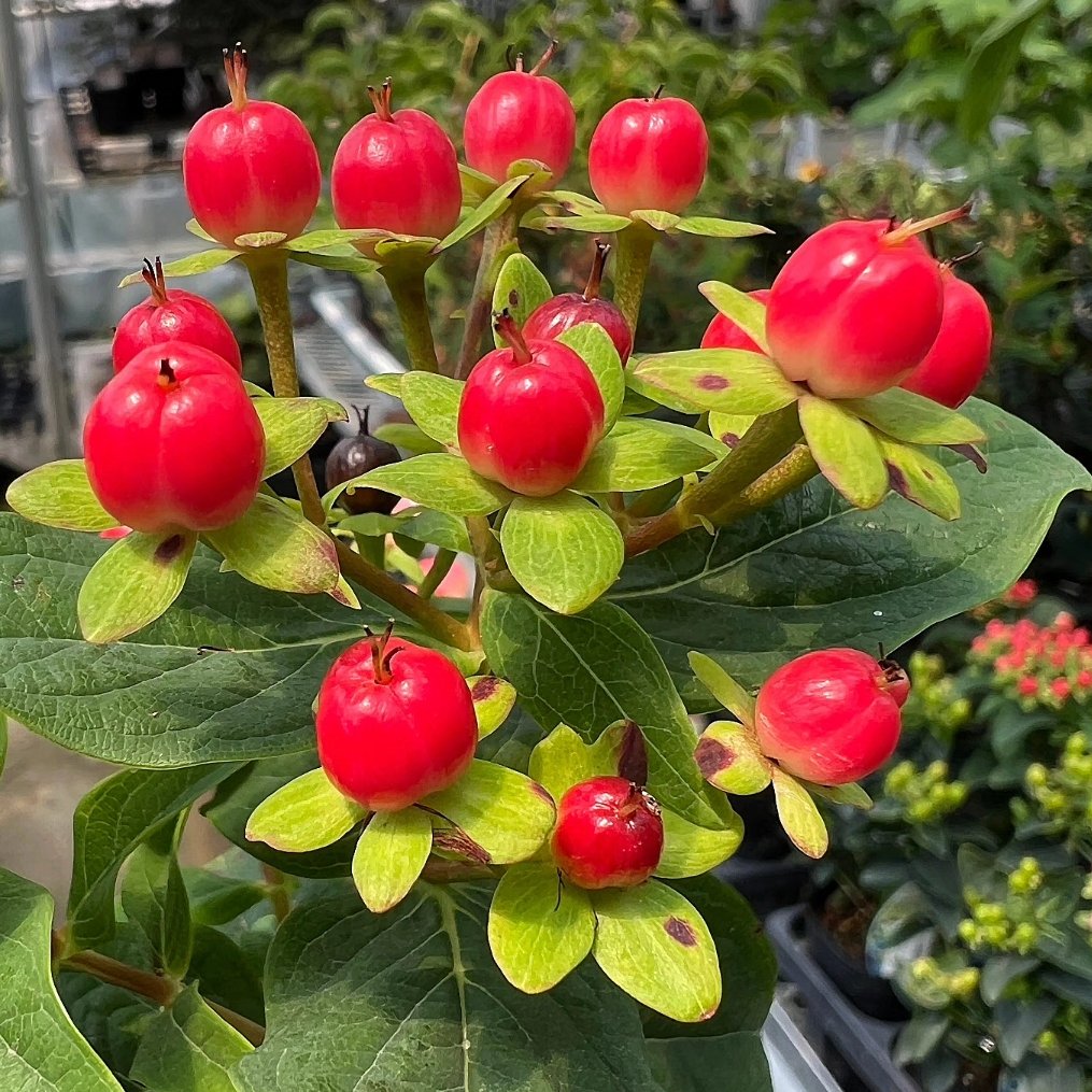 花のあとも楽しみが続くヒペリカム・マジカル✨ 可愛らしい黄色の花の