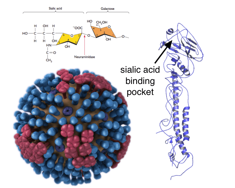 lavirologa's tweet photo. Help!... 
Necesito ayuda de un "influenzologo" que trabaje con receptores para poder discutir un artículo 😐 // Need to find a #IAV receptor researcher. https://t.co/cxn4ChHbYf