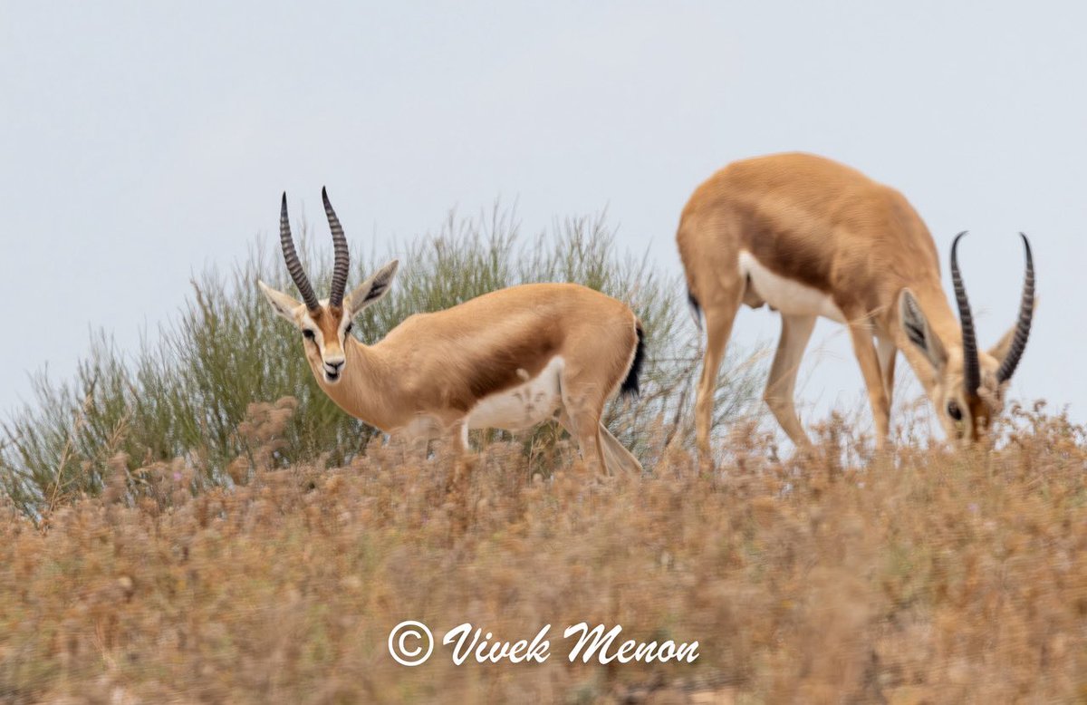 vivek4wild's tweet photo. Dorcas Gazelle are a smaller, more compact gazelle with a great bold dark slash across its body and lovely white facial borders. Dorcas are desert specialists and generally doing well
Across Northern Africa and parts of the
Middle East https://t.co/5C0CnItpFy