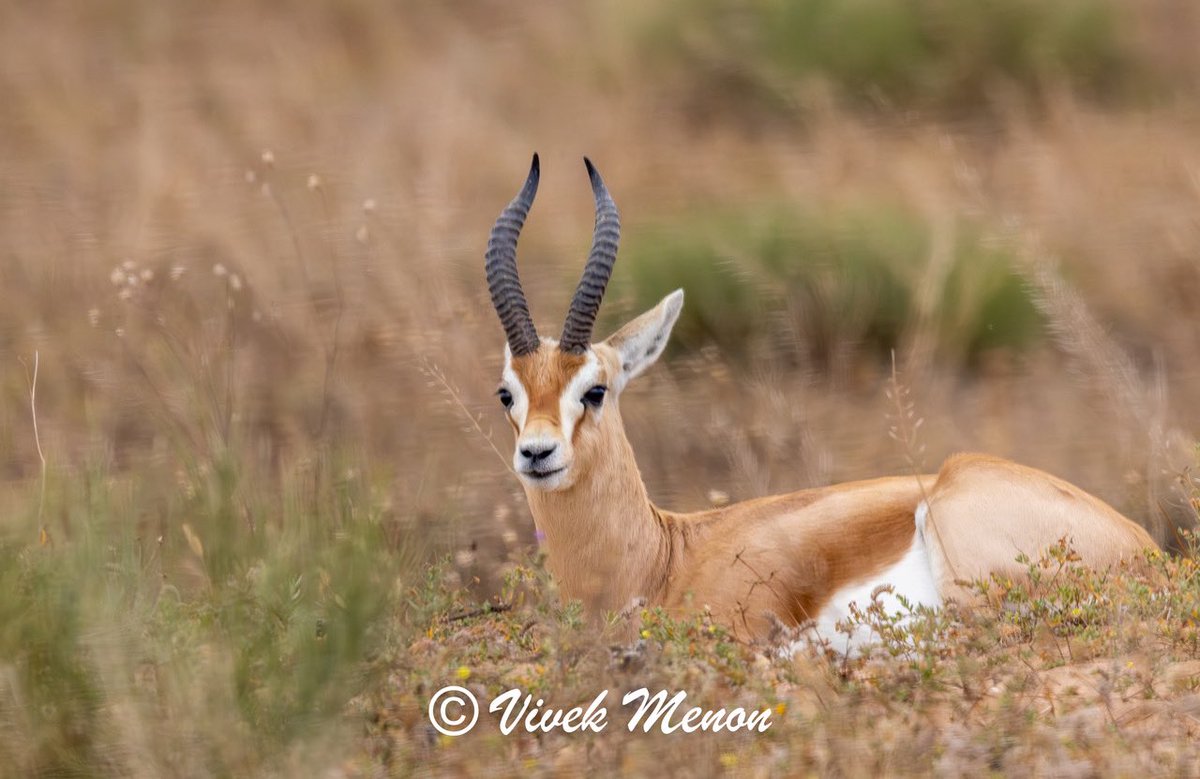 vivek4wild's tweet photo. Dorcas Gazelle are a smaller, more compact gazelle with a great bold dark slash across its body and lovely white facial borders. Dorcas are desert specialists and generally doing well
Across Northern Africa and parts of the
Middle East https://t.co/5C0CnItpFy