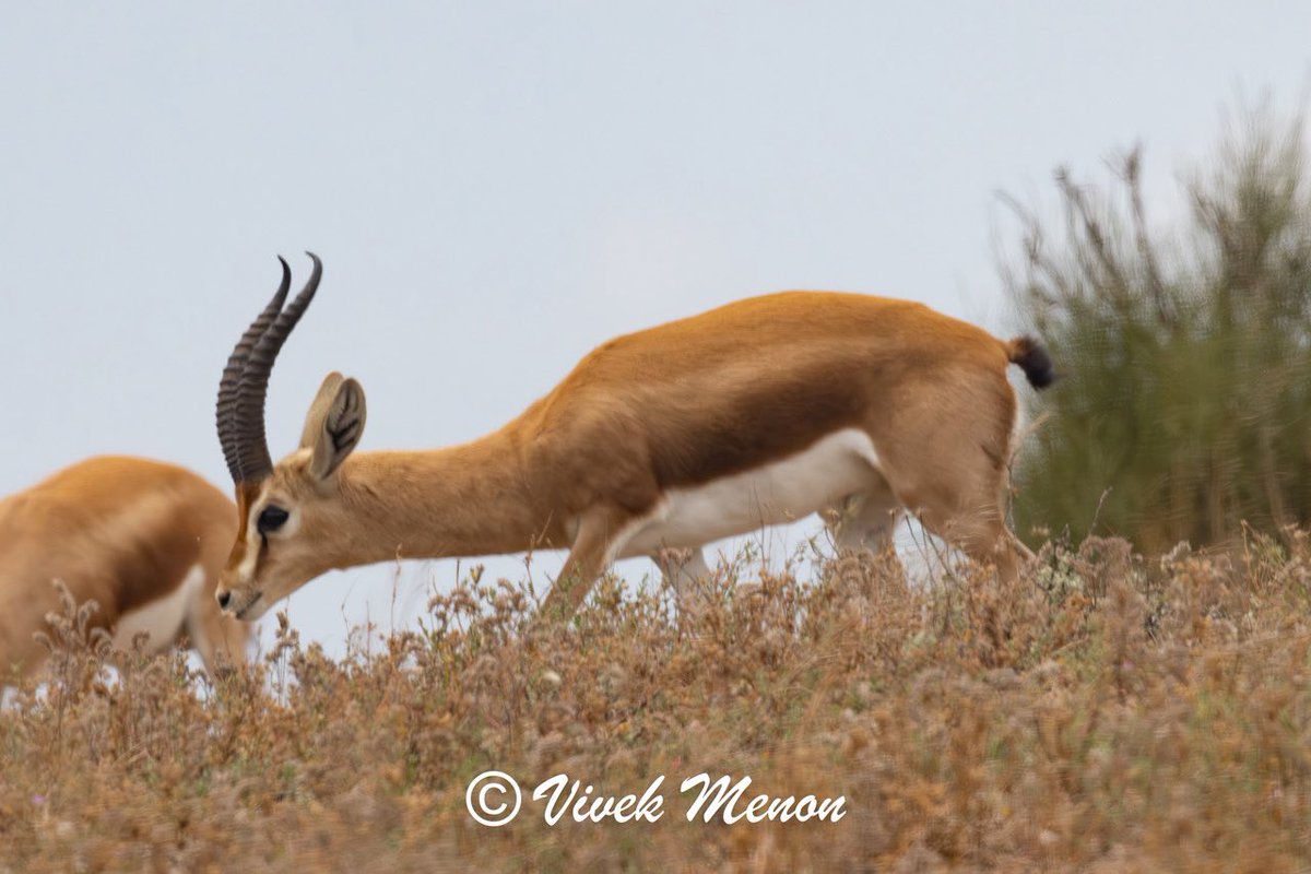 vivek4wild's tweet photo. Dorcas Gazelle are a smaller, more compact gazelle with a great bold dark slash across its body and lovely white facial borders. Dorcas are desert specialists and generally doing well
Across Northern Africa and parts of the
Middle East https://t.co/5C0CnItpFy