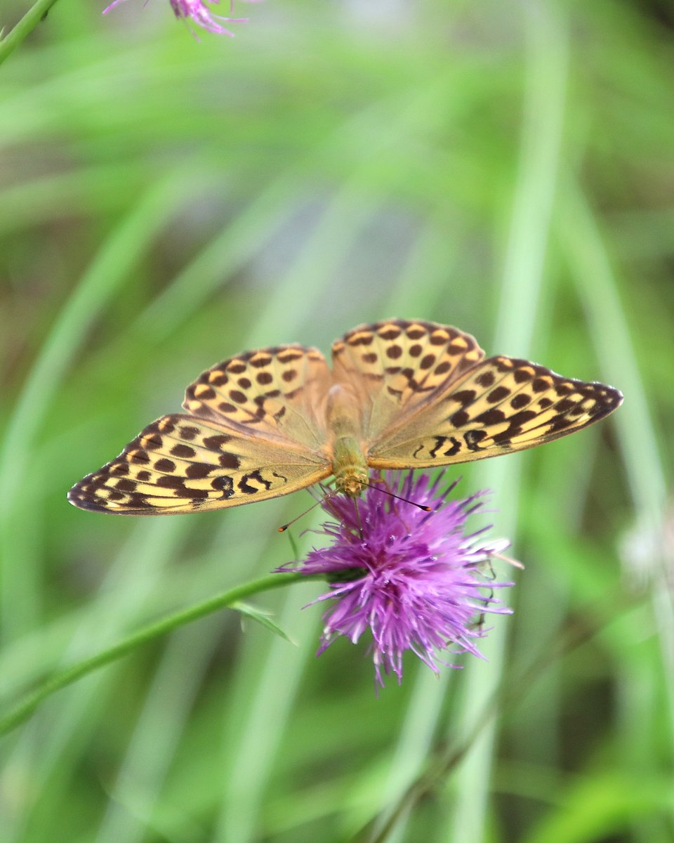 Nature_Okayama's tweet photo. 【野草園で出会ったチョウ】
1,2. #ミドリヒョウモン 雌
3,4. #ミドリヒョウモン 雄
　ヒョウモンと名の付くチョウは、手元の図鑑では15種、更にはヒョウモンモドキと付くものも数種ありました。
　鮮やかなヒョウ柄の違いを観察してみるのも楽しいですね。

#岡山県自然保護センター https://t.co/FUfo8xqN2s