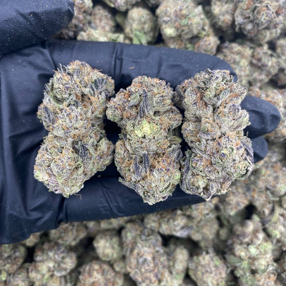 GOODFELLASMOB's tweet photo. ANIMAL CANDY CRUMPETS - INDOOR 🦊🍬

$600 INTOWN https://t.co/6GWUHXpuNC