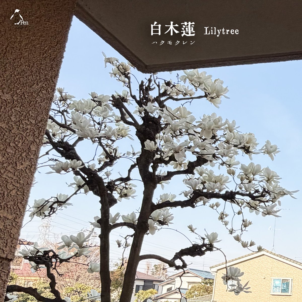 staff_hml's tweet photo. AIの進化はすごいですね。
「木蘭の涙」という曲を聴きました！

曲とは関係ないのですが、流れる映像の景色に感動。こんな見晴らしの良い丘が近くにあったら毎日通いたいです♪Pen
https://t.co/NKt6v6Qvy6

このYouTubeを作られました方にありがとうを伝えたいです。Pen
#モクレン　#AIの進化 https://t.co/sHSoIPi2DD