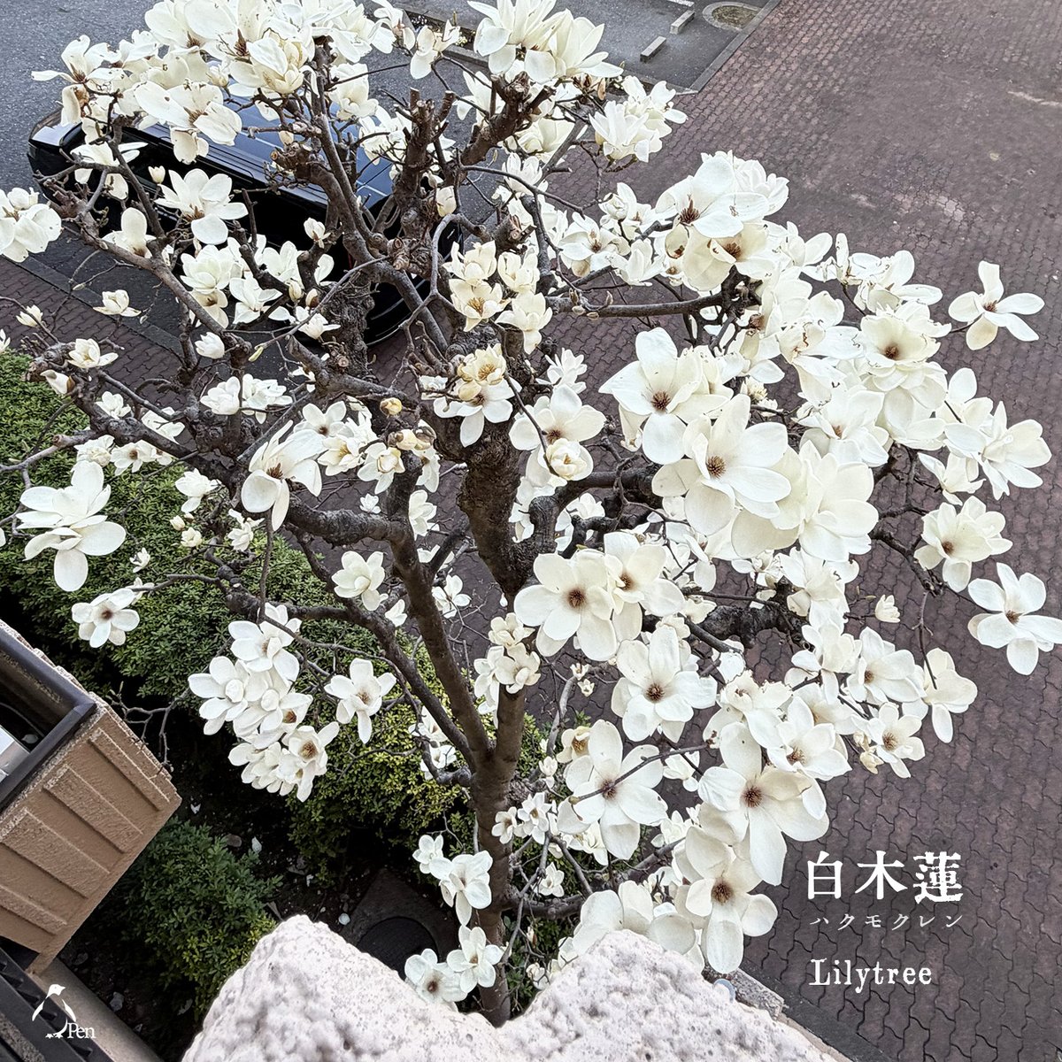 staff_hml's tweet photo. AIの進化はすごいですね。
「木蘭の涙」という曲を聴きました！

曲とは関係ないのですが、流れる映像の景色に感動。こんな見晴らしの良い丘が近くにあったら毎日通いたいです♪Pen
https://t.co/NKt6v6Qvy6

このYouTubeを作られました方にありがとうを伝えたいです。Pen
#モクレン　#AIの進化 https://t.co/sHSoIPi2DD