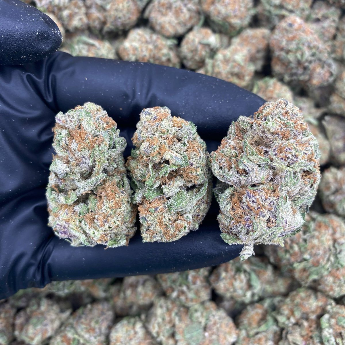 GOODFELLASMOB's tweet photo. PINK ZOURBELTZ - INDOOR 🧞‍♀️

$575 INTOWN https://t.co/YZNucMWGzF