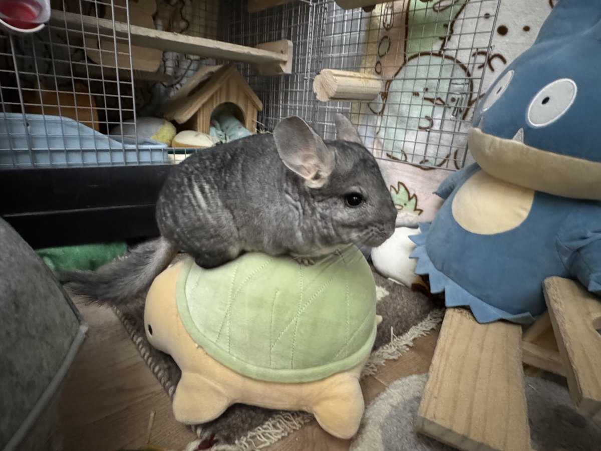 Noel_Chinchilla's tweet photo. @pmpm_atmr そうそう！亀さんに乗っているのがぽっちゃんだよ🐢（一枚目）他にも亀乗りぽっちゃんの写真はたくさんあるんだけど、よりノエルくんに似ている写真を選ばせてもらいました♡ https://t.co/rJhRdYU52x