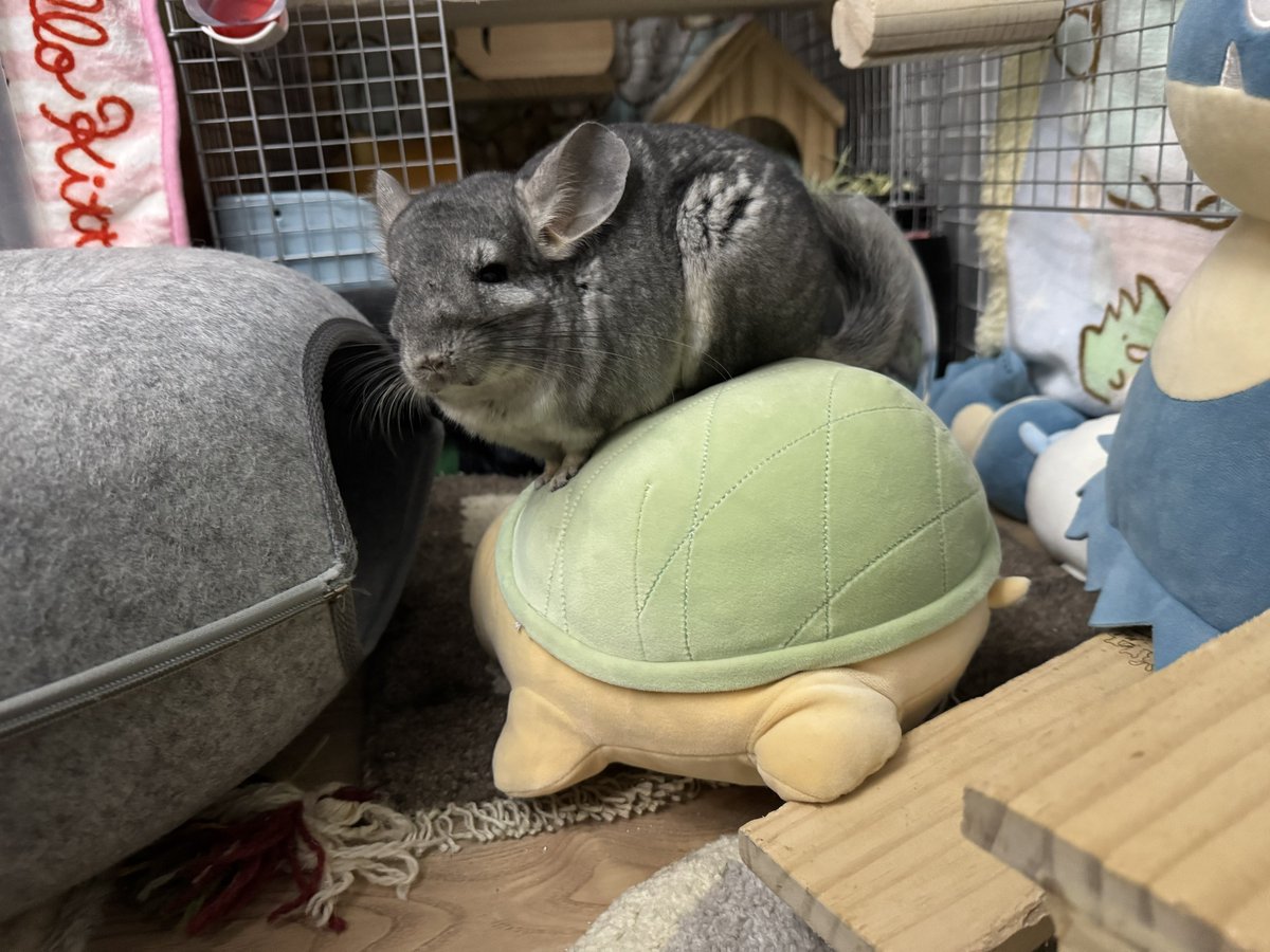 Noel_Chinchilla's tweet photo. @pmpm_atmr そうそう！亀さんに乗っているのがぽっちゃんだよ🐢（一枚目）他にも亀乗りぽっちゃんの写真はたくさんあるんだけど、よりノエルくんに似ている写真を選ばせてもらいました♡ https://t.co/rJhRdYU52x