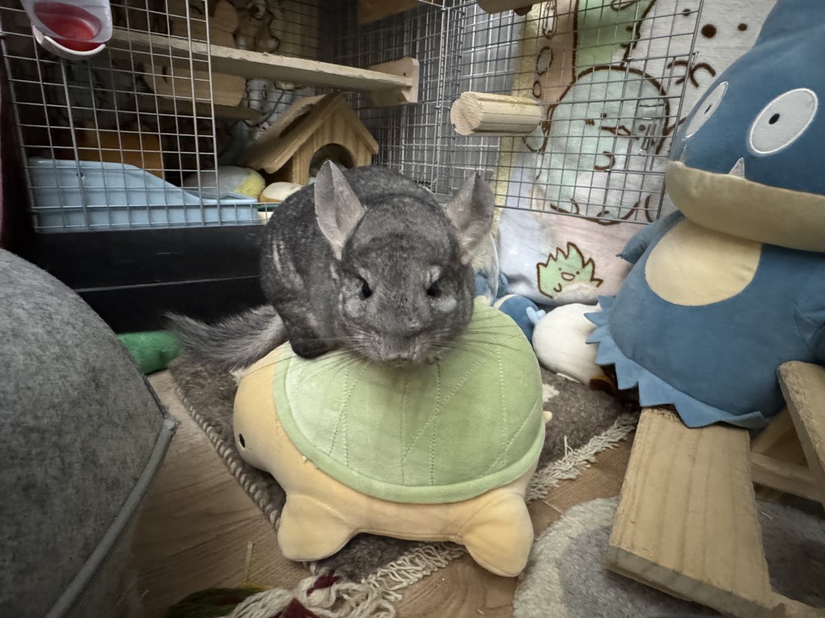 Noel_Chinchilla's tweet photo. @pmpm_atmr そうそう！亀さんに乗っているのがぽっちゃんだよ🐢（一枚目）他にも亀乗りぽっちゃんの写真はたくさんあるんだけど、よりノエルくんに似ている写真を選ばせてもらいました♡ https://t.co/rJhRdYU52x
