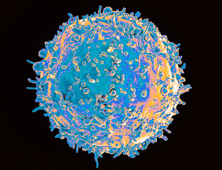 ScienceMagazine's tweet photo. An enzyme named DGK-zeta is critical for the production of antibodies and the formation of memory B cells, according to new @SciSignal work in vitro and in vivo that suggests the enzyme serves as a linchpin of the #Bcell immune response. https://t.co/tYBcGB9LxU https://t.co/unbChzZarX