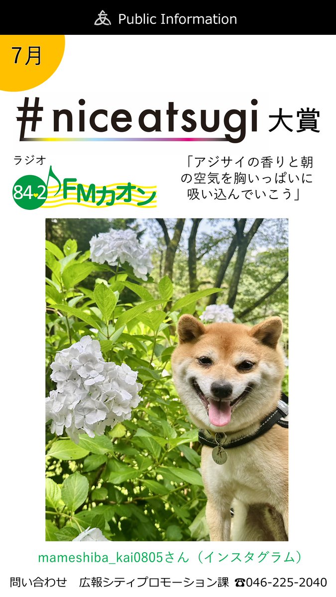 AtsugiCity's tweet photo. 7月のniceatsugi大賞です！おめでとうございます！✨ https://t.co/XpwjKA95DP